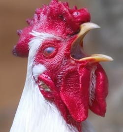 Les maladies respiratoires des poules - Les traitements naturels